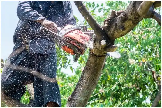 tree services West Slope